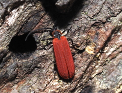 Dictyoptera aurora