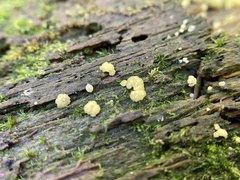 Trichoderma gelatinosum