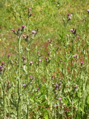 Carduus pycnocephalus