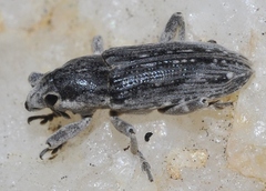 Temnorhinus mixtus