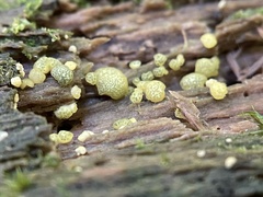 Trichoderma gelatinosum