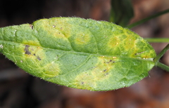 Coleosporium elephantopodis