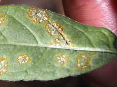 Coleosporium elephantopodis