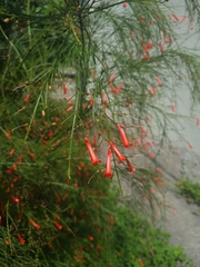 Russelia equisetiformis