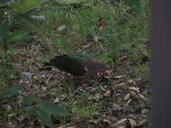 Chalcophaps longirostris