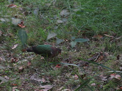 Chalcophaps longirostris