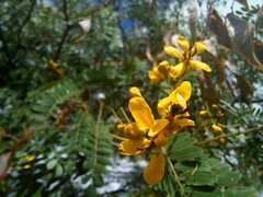 Senna polyantha