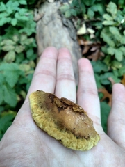Fuscoporia gilva
