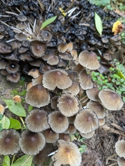Mycena leptocephala