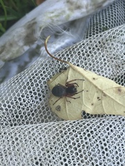 Trachelas tranquillus