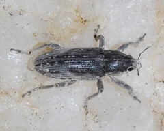 Temnorhinus mixtus