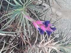 Tillandsia aeranthos