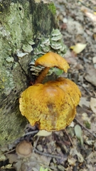 Pholiota aurivella