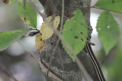 Thamnophis proximus proximus