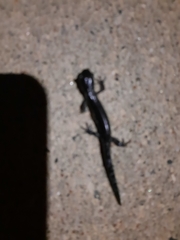 Ambystoma laterale