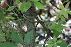 Thamnophis proximus proximus