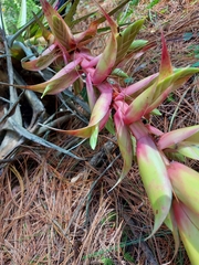 Tillandsia prodigiosa