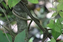 Thamnophis proximus proximus