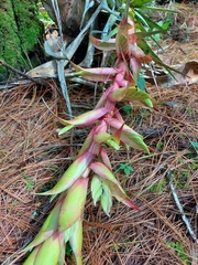 Tillandsia prodigiosa