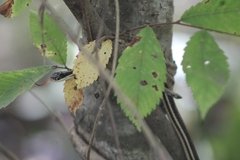 Thamnophis proximus proximus
