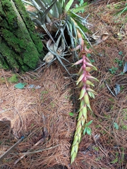 Tillandsia prodigiosa
