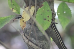 Thamnophis proximus proximus
