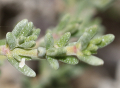 Frankeniaceae