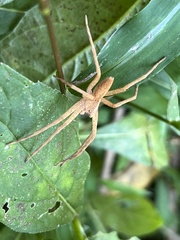 Pisaurina