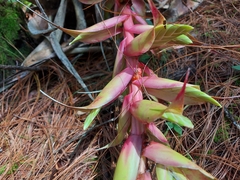 Tillandsia prodigiosa