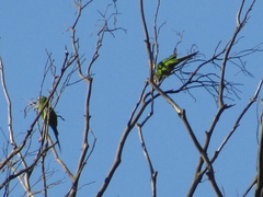 Thectocercus acuticaudatus