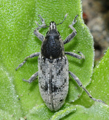 Temnorhinus mendicus