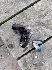 Mytilus edulis