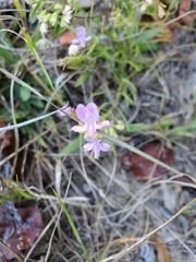 Dicerandra linearifolia
