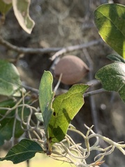 Disholcaspis cinerosa