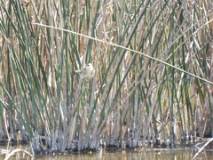 Phleocryptes melanops