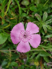 Dianthus alpinus