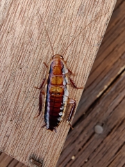 Drymaplaneta heydeniana