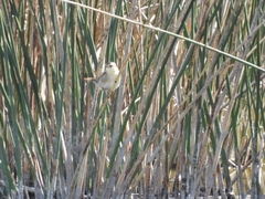 Phleocryptes melanops