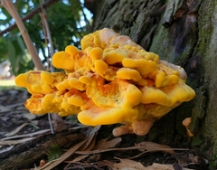 Laetiporus gilbertsonii