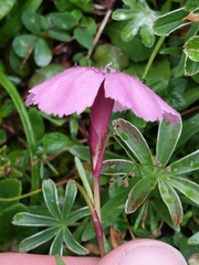 Dianthus alpinus