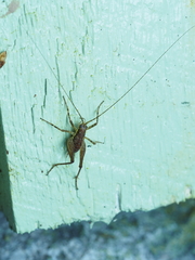 Macropathinae