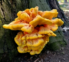 Laetiporus gilbertsonii