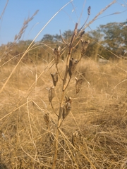 Camassia leichtlinii