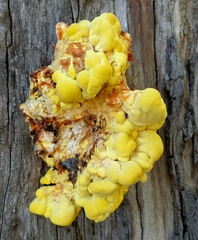 Laetiporus gilbertsonii
