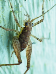 Macropathinae