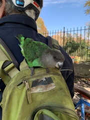 Poicephalus