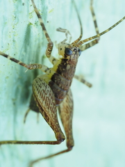 Macropathinae