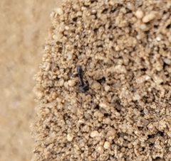 Dorymyrmex
