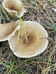 Ampulloclitocybe