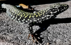 Podarcis muralis nigriventris